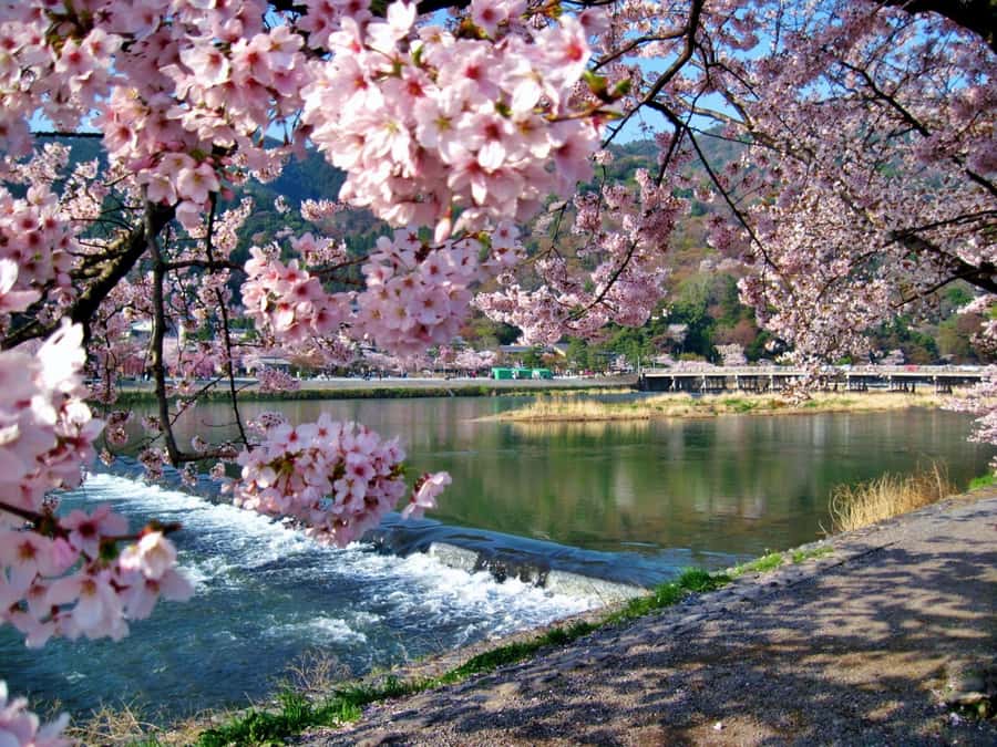 Osaka/Kyoto:Kinkakuji,Arashiyama,FushimiInariShrine,NaraPark - What you get for the price: value for a packed highlight day
