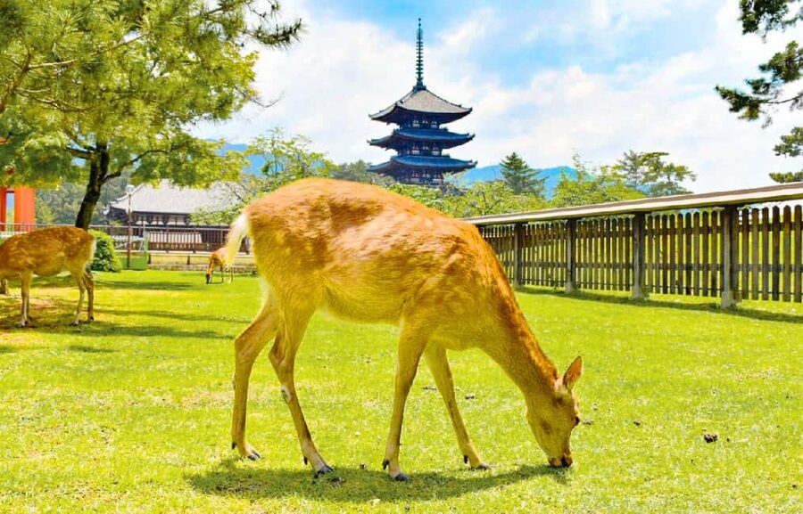 Osaka: Nara and Uji Day Trip with Deer Park and Hot Spring - Nara Park Deer Feeding: Fun, Fast, and a Little Wild