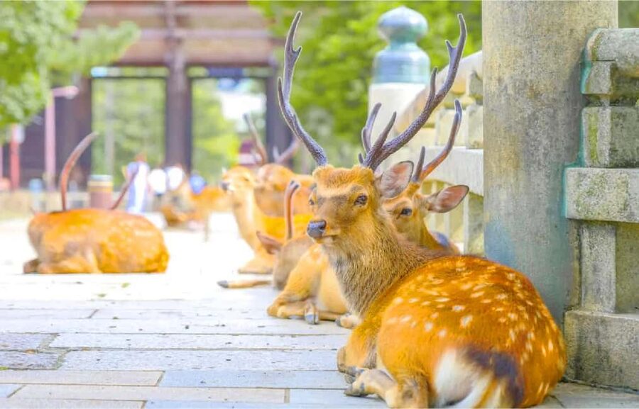 Osaka: Nara and Uji Day Trip with Deer Park and Hot Spring - Todai-ji Temple and the Great Buddha: What You Should Prioritize