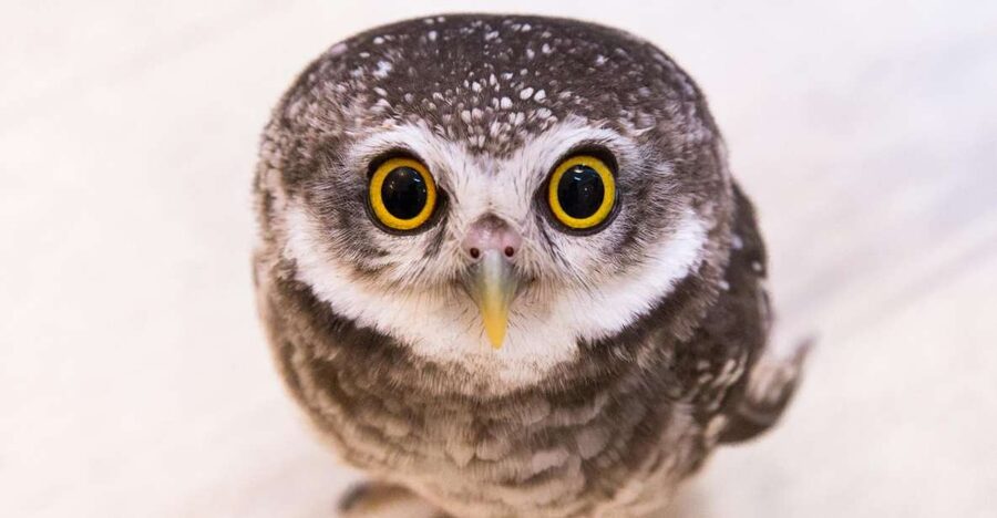Owl Cafe Tokyo Akiba Fukurou - Key Things That Make Owl Cafe Tokyo Akiba Fukurou Worth Your Time