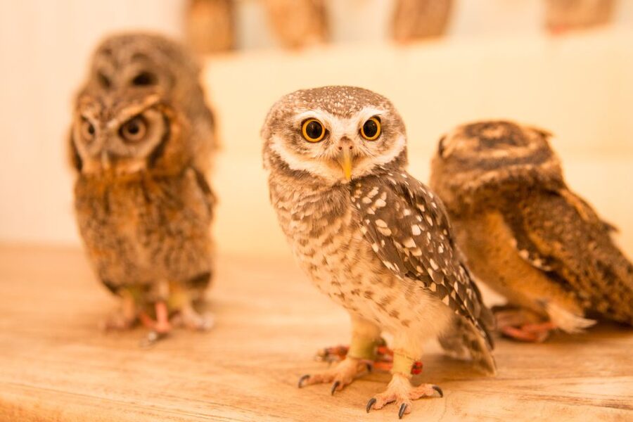Owl Cafe Tokyo Akiba Fukurou - Booking Decision, Should You Go?