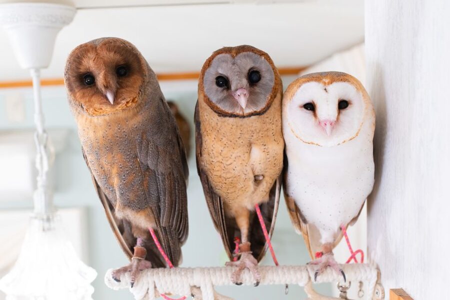 Owl Cafe Tokyo Akiba Fukurou - Akihabara’s Owl Café Is a Quiet, Staff-Led Experience