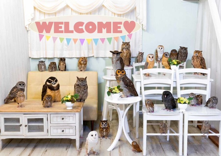 Owl Cafe Tokyo Akiba Fukurou - Location and Getting There Fast, Meeting Point in Akiba