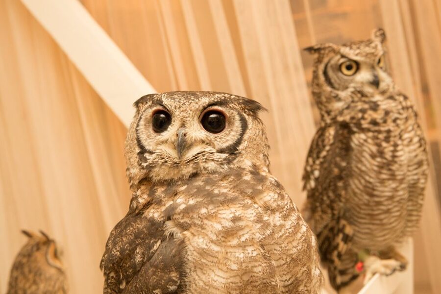 Owl Cafe Tokyo Akiba Fukurou - Inside the Owl Session, Rules That Protect the Birds