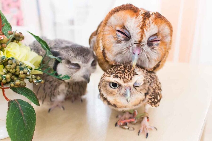 Owl Cafe Tokyo Akiba Fukurou - What You Actually Do With the Owls (Touch, Hold, Pose)