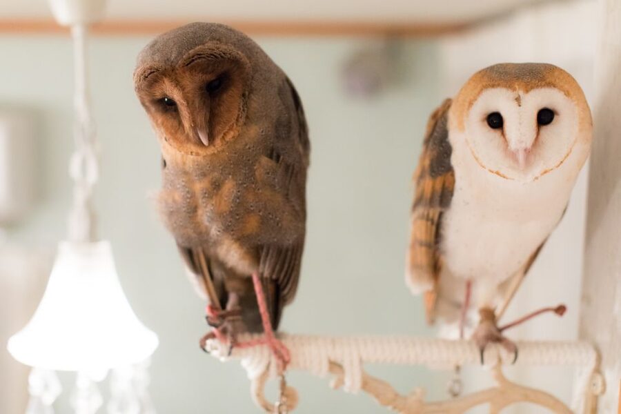 Owl Cafe Tokyo Akiba Fukurou - Photos and Souvenirs, How You Bring the Moment Home