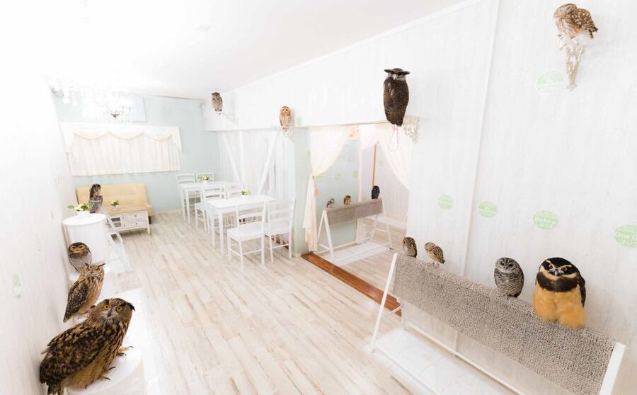 Owl Cafe Tokyo Akiba Fukurou - Is It Really a Café, or Just an Owl Experience?