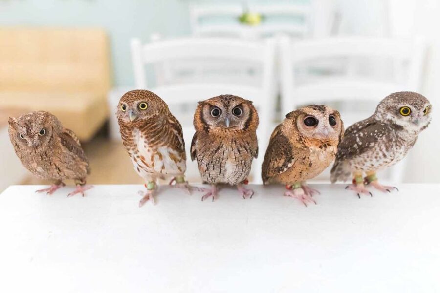 Owl Cafe Tokyo Akiba Fukurou - Who Should Book Owl Cafe Tokyo Akiba Fukurou