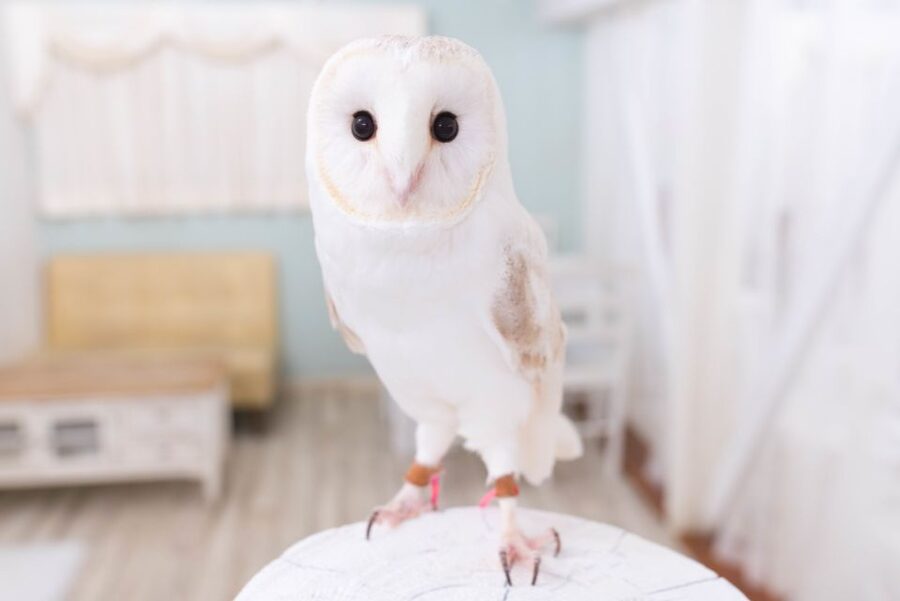 Owl Cafe Tokyo Akiba Fukurou - Price and Time Value, The Real Cost Per Minute