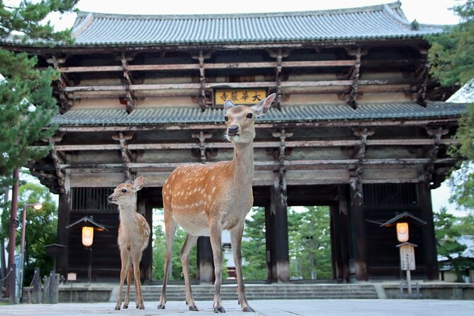 Perfect Nara Park Half-Day Bus Tour with English Speaking Guide - Key highlights worth knowing
