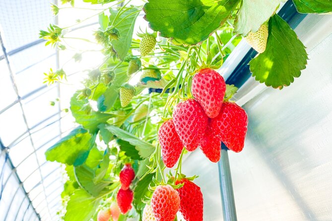 Play with Snow Crab Buffet Lunch and Strawberry Picking Bus Tour - Kobe Harborland crab buffet lunch at Buffet Dining The HARBOR