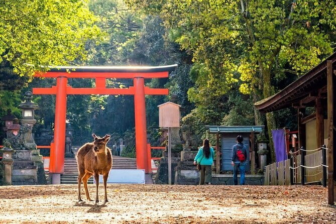 Private Kyoto Customizable Day Tour with English Speaking Driver - Kinkakuji Golden Pavilion: The Temple You Can See From Many Angles