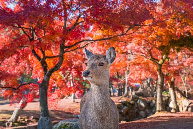 Private Kyoto Tour by Car with Optional Nara or Osaka Add-Ons - Arashiyama Bamboo Forest: The Classic Stop That Sets the Mood