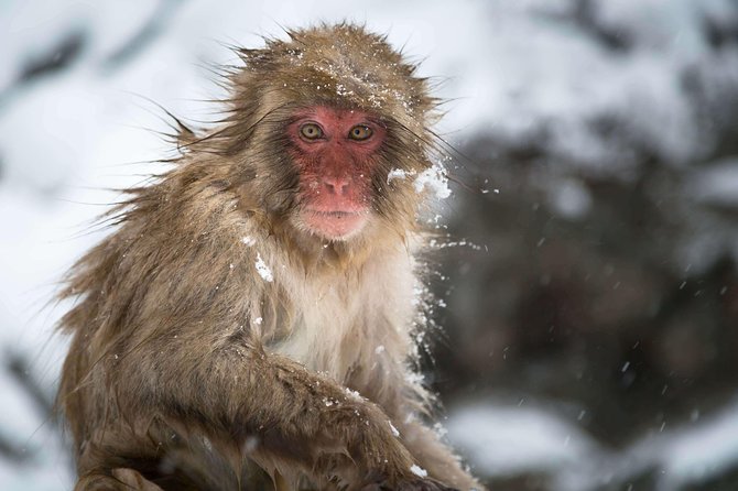 Private Nagano 1-Day Tour:Snow Monkeys,Zenko-ji,Obuse,Sake,Onsen - Shibu Onsen: Ending With the Soak Part of the Point