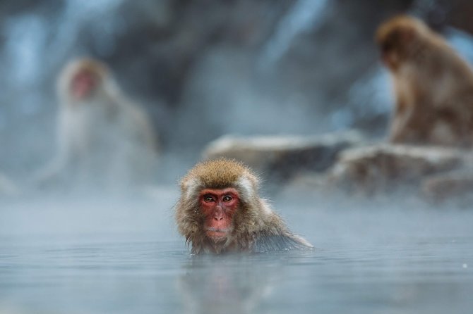 Private Nagano 1-Day Tour:Snow Monkeys,Zenko-ji,Obuse,Sake,Onsen - Private Guide Value: How Flexibility Changes the Day