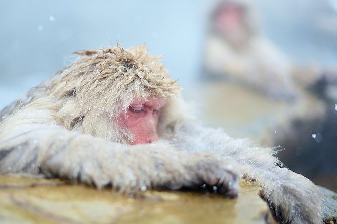 Private Nagano 1-Day Tour:Snow Monkeys,Zenko-ji,Obuse,Sake,Onsen - Transportation Options: Private Vehicle vs Starting at Nagano Station