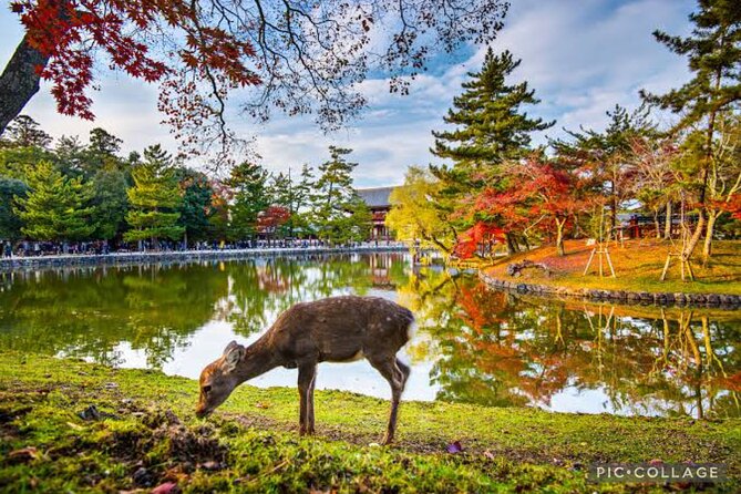 Private Tour Kyoto-Nara w/Hotel Pick Up & Drop off from Kyoto - A tight route across Kyoto and Nara, with smart time blocks