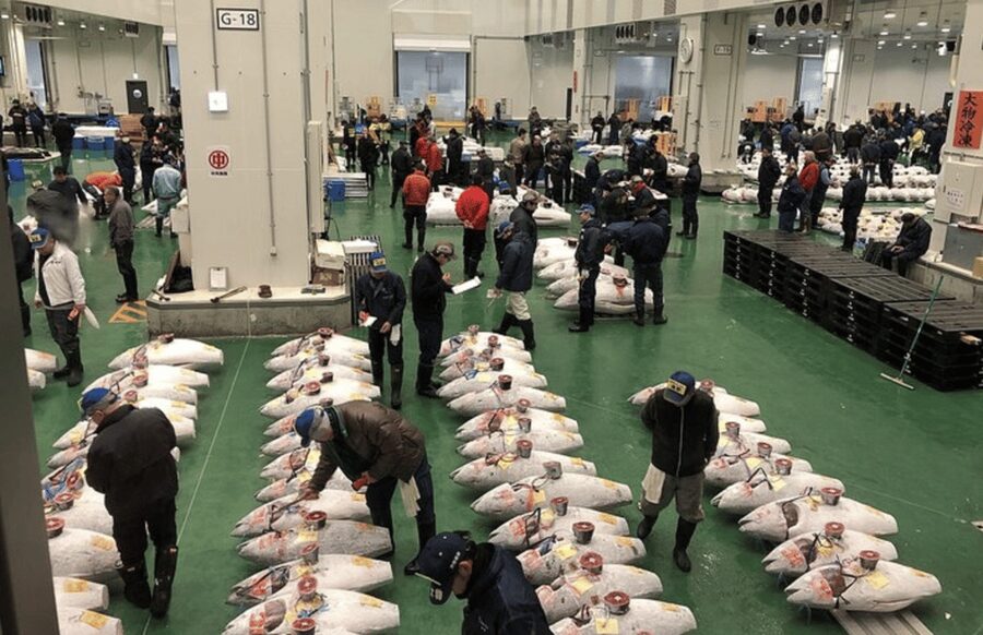 Private Toyosu & Tsukiji Market Adventure with Tuna Auction - A Tokyo Morning With Real Action: Toyosu’s Tuna Auction Energy