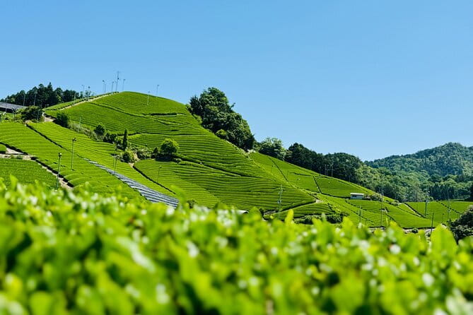 Slow Cycling Tour at Uji's Matcha Green Tea Fields and Heritage - Stop 3 at Ujigami Shrine: The Pairing Idea and Kirihara Water