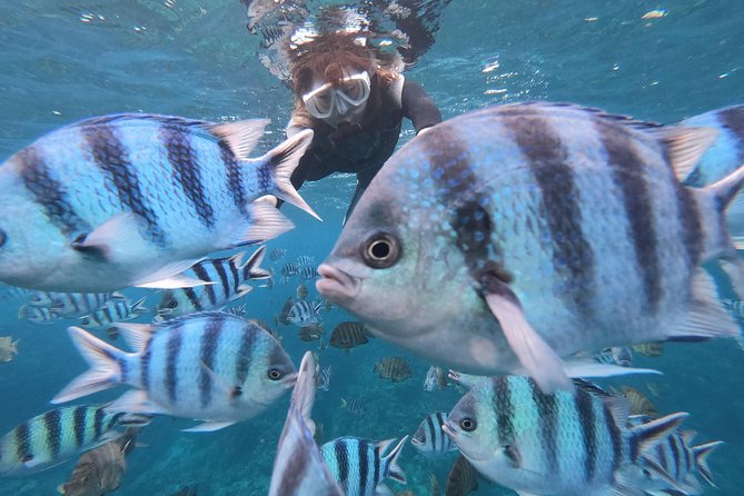 Snorkeling in the Blue Cave area【Okinawa Prefecture: Free feeding & photo images!English and Chinese speaking guide available! - Key things to know before you go