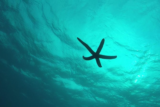 Snorkeling in the Blue Cave area【Okinawa Prefecture: Free feeding & photo images!English and Chinese speaking guide available! - Price value: what $19.82 really buys you