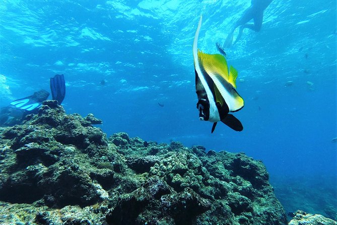 Snorkeling in the Blue Cave area【Okinawa Prefecture: Free feeding & photo images!English and Chinese speaking guide available! - Entering the Blue Cave, what you will see and what you might not
