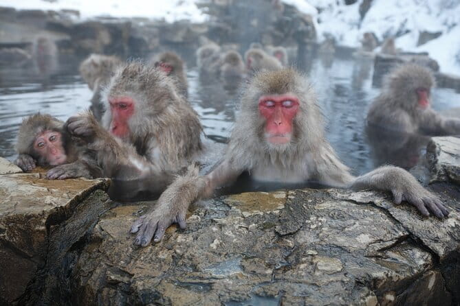 Snow Monkey Park and Miso Production Tour Bullet Train from Tokyo - Key highlights you’ll feel right away