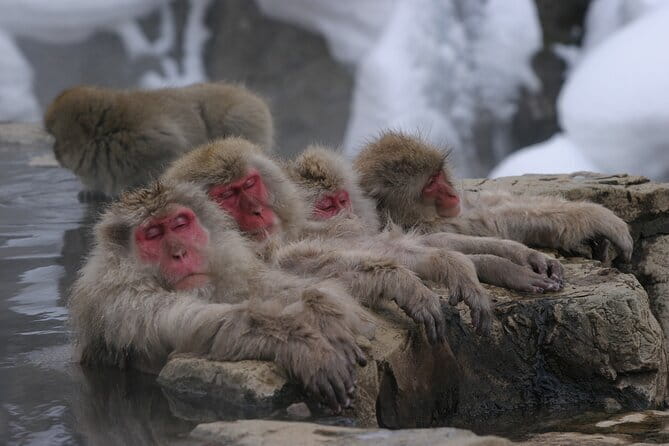 Snow Monkey Park and Miso Production Tour Bullet Train from Tokyo - Why Jigokudani Snow Monkey Park feels like a proper day trip
