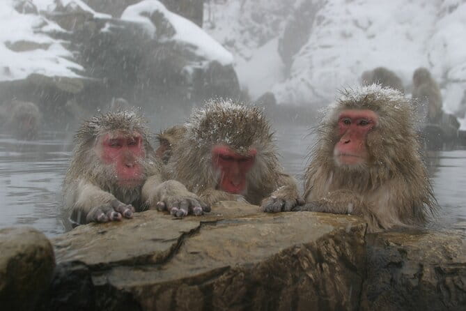 Snow Monkey Park and Miso Production Tour Bullet Train from Tokyo - Tokyo to Nagano: your shinkansen day starts with ticket pickup