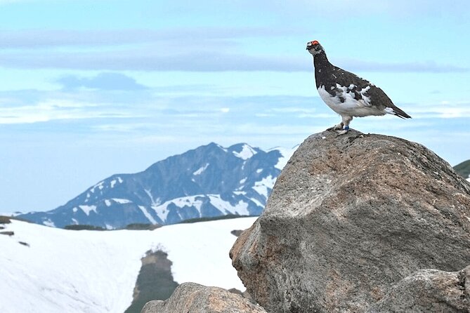 (Spring Only) 1-Day Snow Walls of Tateyama-Kurobe Alpine Route Tour - From Nagano Station to Ogisawa, and why the morning start matters