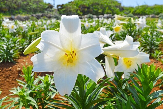 Tokashiki Island Day Trip from Naha - Transportation and what you are not responsible for