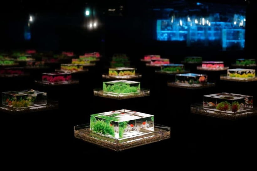 Tokyo: Art Aquarium Museum GINZA Entry Ticket - Key things to know before you go