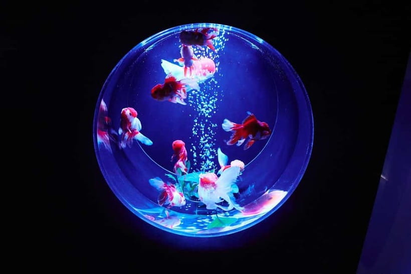 Tokyo: Art Aquarium Museum GINZA Entry Ticket - Edo-Style Goldfish Appreciation, Reimagined for Today