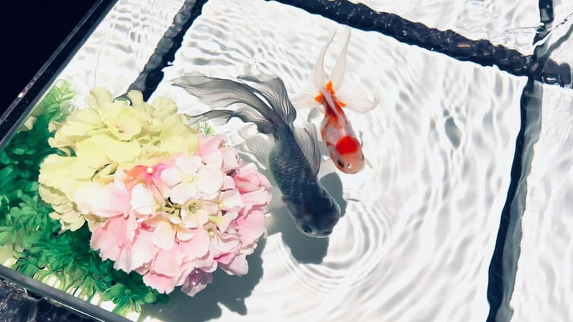 Tokyo: Art Aquarium Museum GINZA Entry Ticket - Is It Worth $17? Real Value for a Ginza Stop