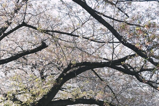 Tokyo City 1-Day Private Tour with Bilingual Driver - Asakusa and Sensō-ji: temple time without the frantic scramble