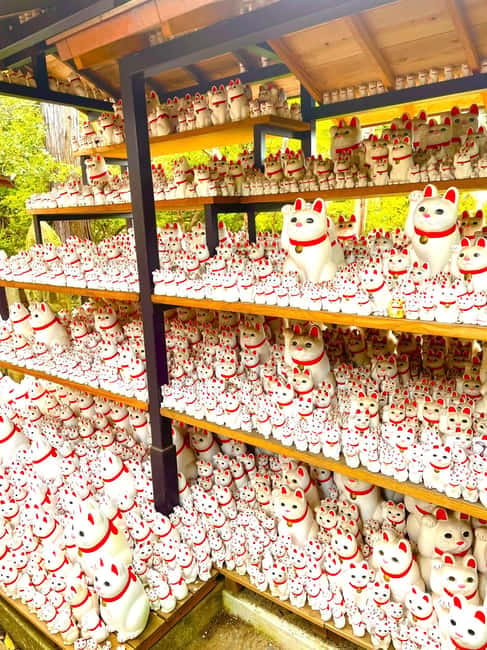 Tokyo: Gotokuji Cat Temple, Shinjuku Cat Cafe & 3D Cat Tour - Key highlights you should care about