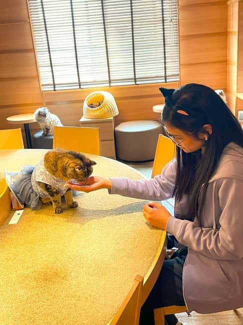 Tokyo: Gotokuji Cat Temple, Shinjuku Cat Cafe & 3D Cat Tour - Shinjuku to Gotokuji: Why this cat-focused route works