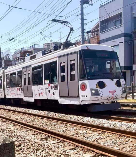 Tokyo: Gotokuji Cat Temple, Shinjuku Cat Cafe & 3D Cat Tour - Price and time value: is $56 worth it?