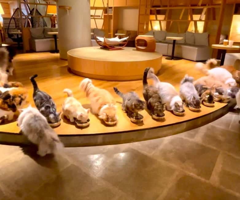 Tokyo: Gotokuji Cat Temple, Shinjuku Cat Cafe & 3D Cat Tour - Starting at JR Shinjuku East Exit: get your bearings fast