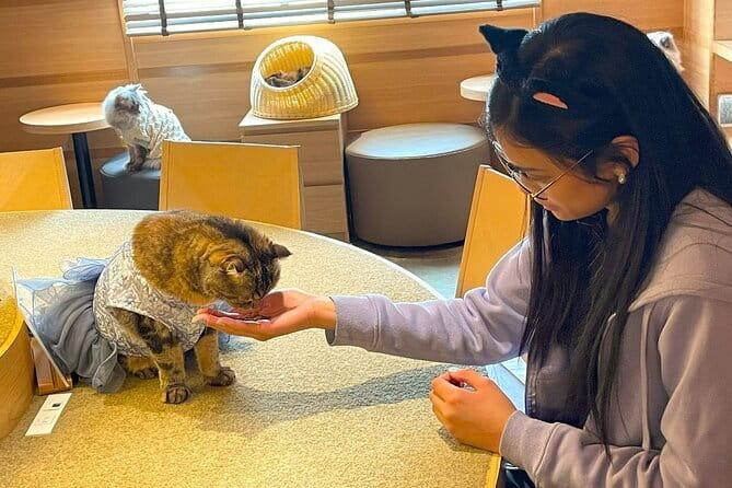 Tokyo: Gotokuji Lucky Cat Temple, Shinjuku Cat Cafe, 3D Giant Cat - From Shinjuku Station to the 3D Cat, your first quick hit of Tokyo weird (in a good way)