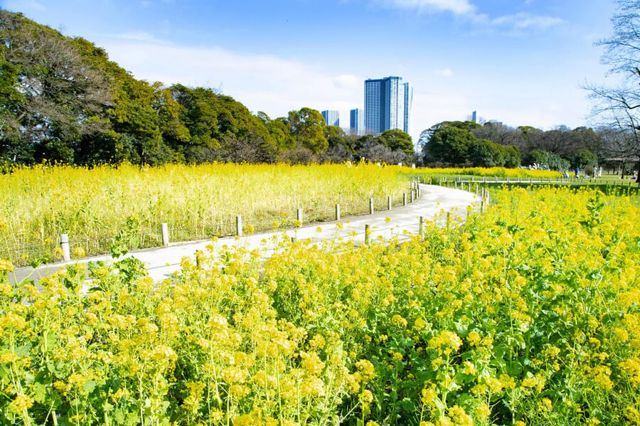 Tokyo: Hama-rikyu Gardens tour with Japanese Tea & Sweets - Why Hamarikyu Gardens feels different from a typical Tokyo walk