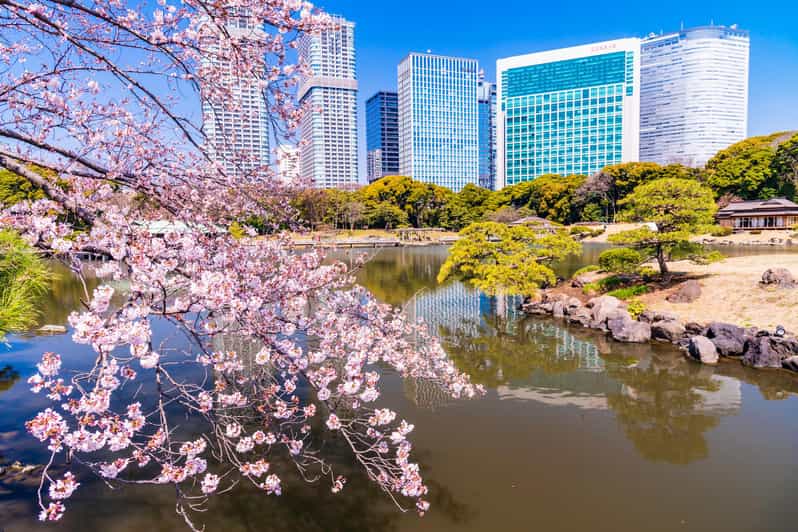 Tokyo: Hama-rikyu Gardens tour with Japanese Tea & Sweets - The tea ceremony room: matcha and sweets in a setting that makes sense