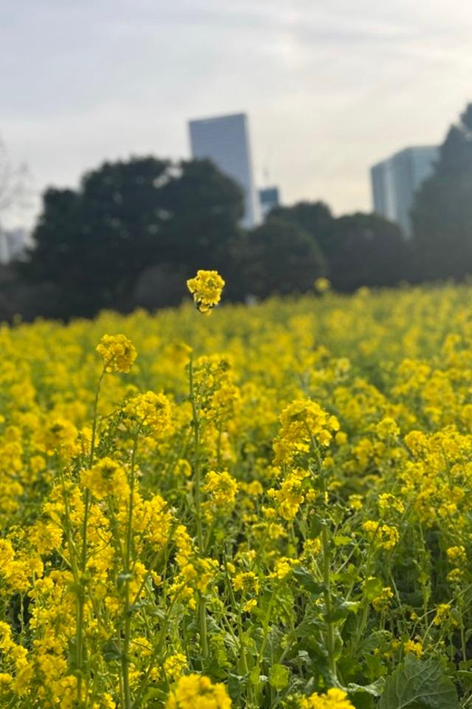Tokyo: Hama-rikyu Gardens tour with Japanese Tea & Sweets - How much does this cost, and is it good value?
