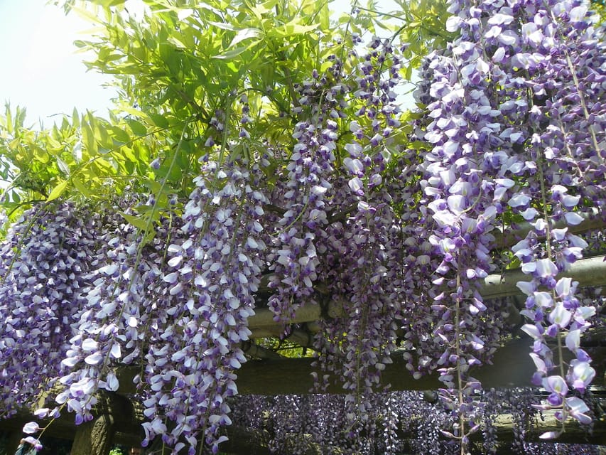 Tokyo: Hama-rikyu Gardens tour with Japanese Tea & Sweets - Your 90-minute flow, from Otemon Bridge to Shiodome Station