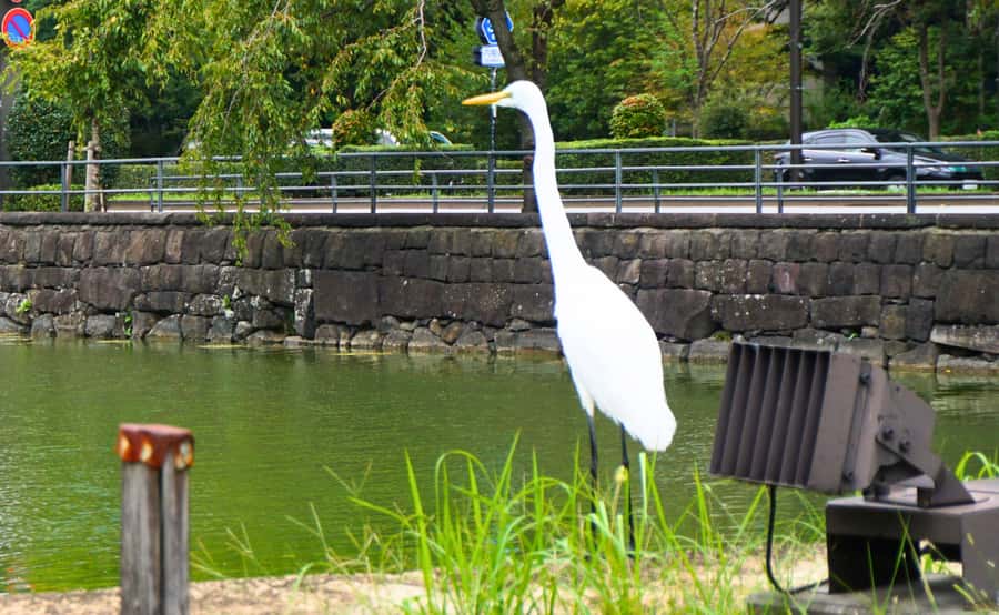 Tokyo: Imperial Palace, the history of Japan (ENGLISH GUIDE) - Photo Spots in the Oriental Gardens: Where to Point Your Camera
