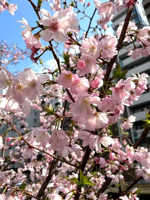 Tokyo: Local Foodie Adventure near Roppongi - Key highlights to know before you go