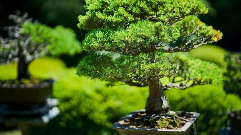 Tokyo: Meiji Shrine Walking Tour - Shinto & Imperial System - Emperor Meiji poetry and the imperial system connection you can feel