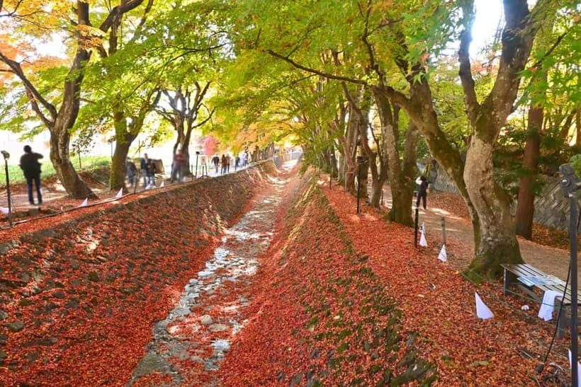 Tokyo:Mt.Fuji,Kawaguchiko Oishi Park,Arakurayama Sengen Park - Saiko Iyashi-no-Sato Nenba: thatched-roof village photos you can actually enjoy