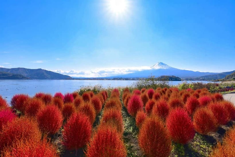 Tokyo:Mt.Fuji,Kawaguchiko Oishi Park,Arakurayama Sengen Park - Price and value: what $54 buys you in real terms