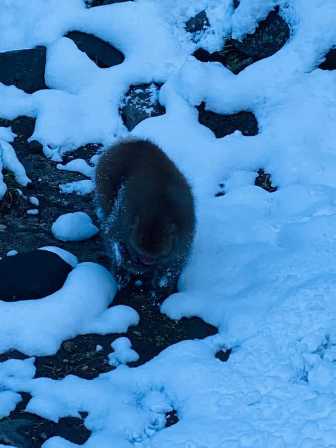 Tokyo/Nagano: private Tour with Snow Monkey Park & Temples - Jigokudani Snow Monkey Park hot springs, forest path, and photo timing